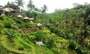 Pengunjung di objek wisata Tegalalang